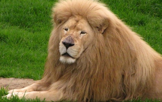 Johannesburg Zoo