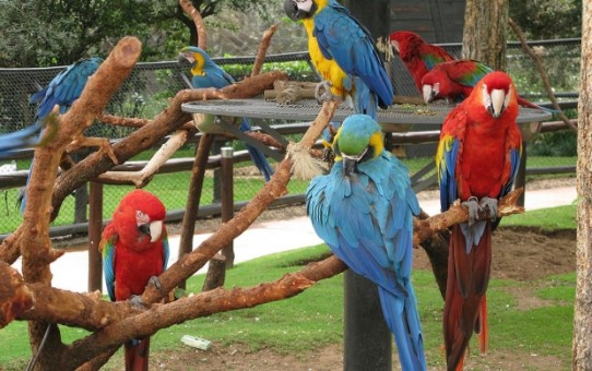 Monte Casino Bird Garden