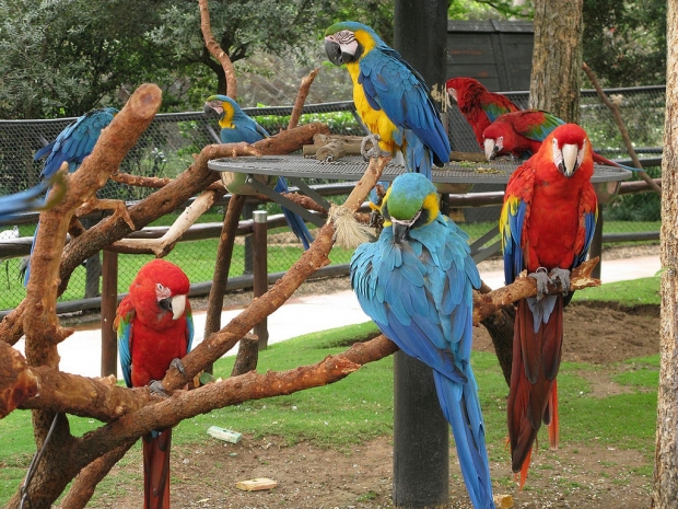 Monte Casino Bird Garden